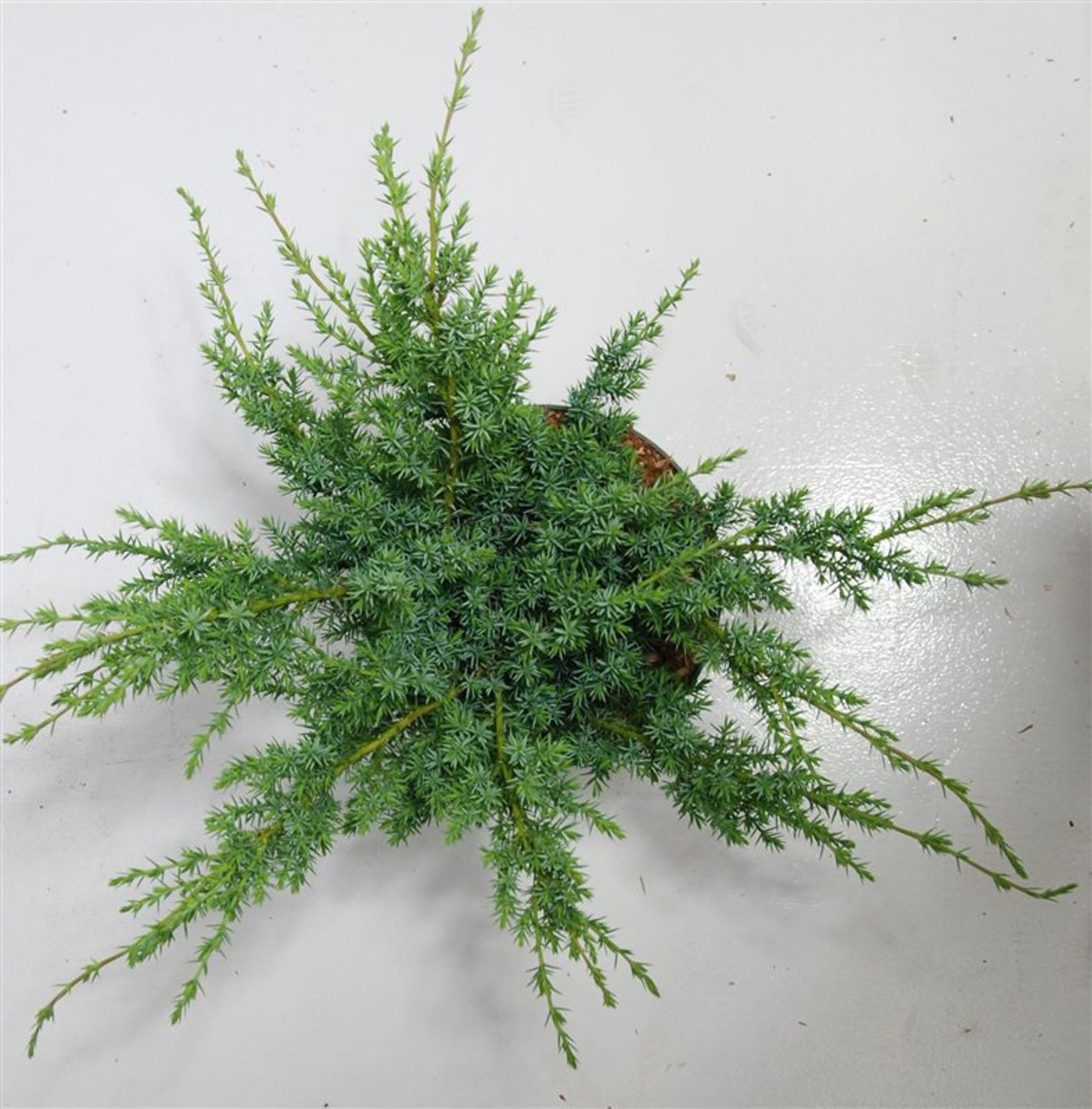 Juniperus chin. 'Blue Alps' - C5 30-40 CM